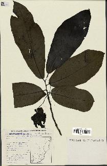 spécimen de Monodora myristica