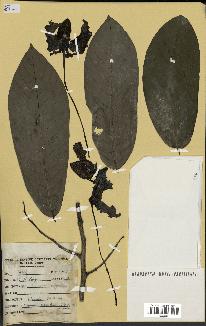 spécimen de Monodora myristica