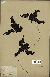 spécimen de Monodora myristica