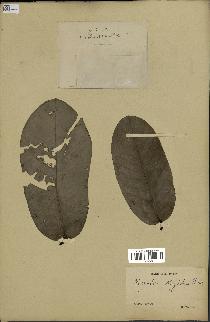 spécimen de Monodora myristica