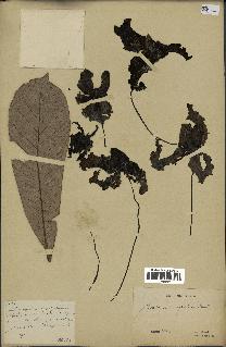 spécimen de Monodora myristica