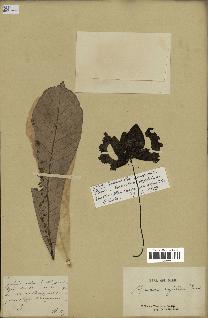 spécimen de Monodora myristica