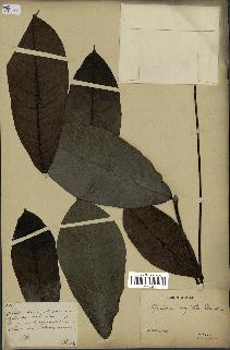 spécimen de Monodora myristica