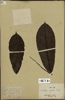 spécimen de Monodora myristica