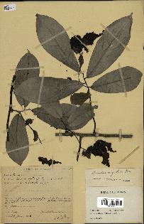 spécimen de Monodora myristica