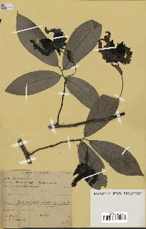 spécimen de Monodora myristica
