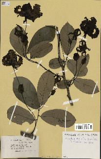 spécimen de Monodora myristica