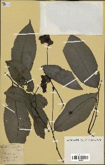 spécimen de Monodora myristica