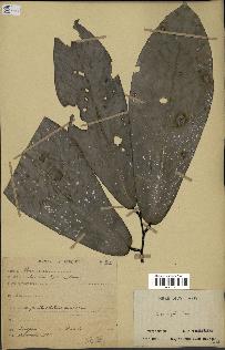 spécimen de Monodora myristica