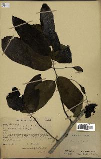 spécimen de Monodora myristica