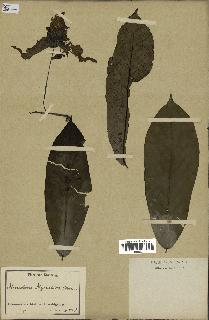 spécimen de Monodora myristica