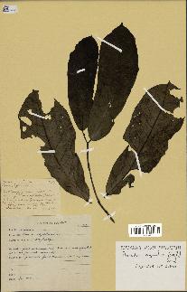 spécimen de Monodora myristica