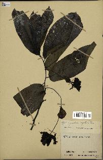 spécimen de Monodora myristica