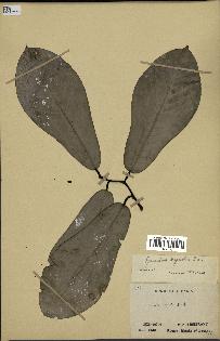 spécimen de Monodora myristica