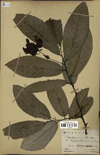 spécimen de Monodora myristica