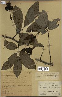 spécimen de Monodora myristica