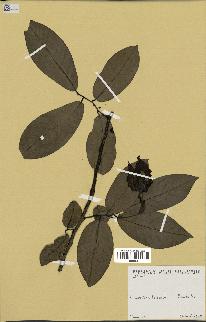 spécimen de Monodora myristica