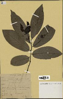 spécimen de Monodora myristica
