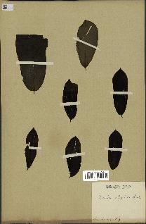 spécimen de Monodora myristica