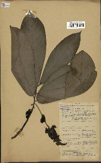 spécimen de Monodora myristica