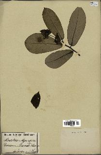 spécimen de Monodora myristica