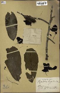 spécimen de Monodora myristica