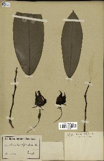 spécimen de Monodora myristica