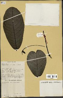 spécimen de Monodora myristica