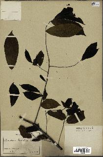 spécimen de Monodora myristica