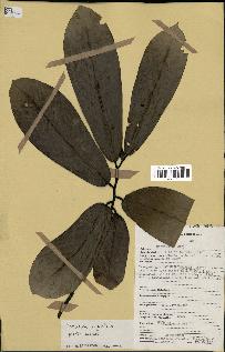 spécimen de Monodora myristica