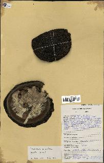 spécimen de Monodora myristica