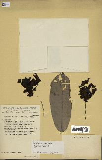 spécimen de Monodora myristica