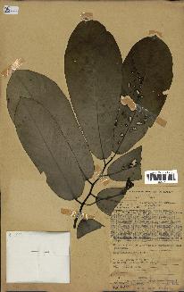 spécimen de Monodora myristica