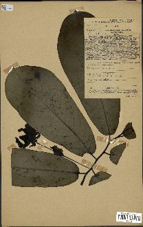 spécimen de Monodora myristica