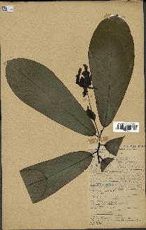 spécimen de Monodora myristica