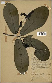 spécimen de Monodora myristica