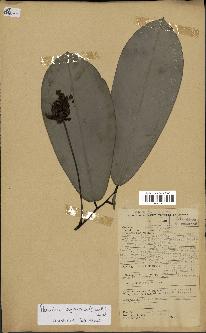 spécimen de Monodora myristica