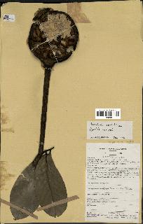spécimen de Monodora myristica