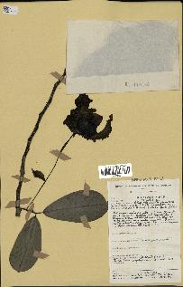 spécimen de Monodora myristica