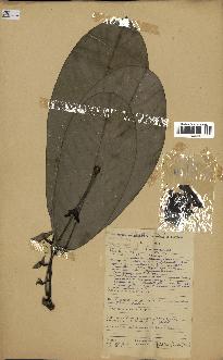 spécimen de Monodora myristica