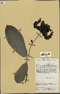 spécimen de Monodora myristica