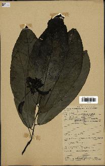 spécimen de Monodora myristica