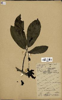 spécimen de Monodora myristica