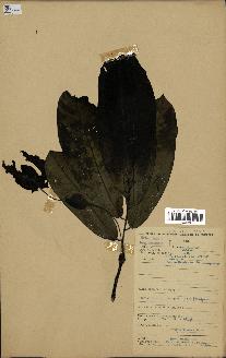 spécimen de Monodora myristica