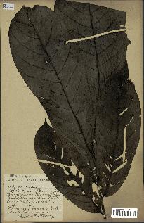 spécimen de Monodora myristica