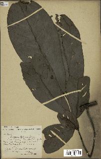 spécimen de Monodora myristica