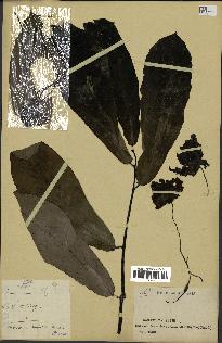 spécimen de Monodora myristica