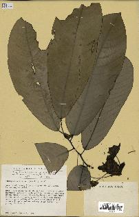 spécimen de Monodora myristica