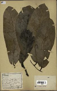spécimen de Monodora myristica