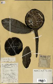 spécimen de Monodora myristica